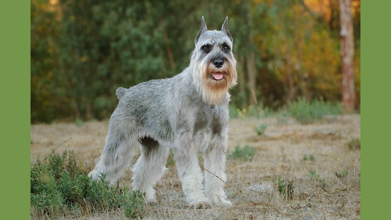 Brown Schnauzer Breed Standards And Recognition
