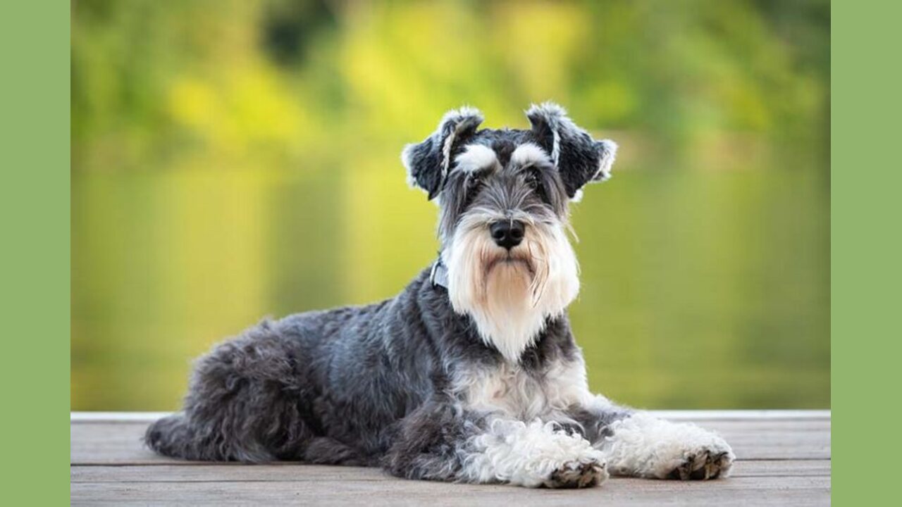  Common Misconceptions About Chocolate-Schnauzers