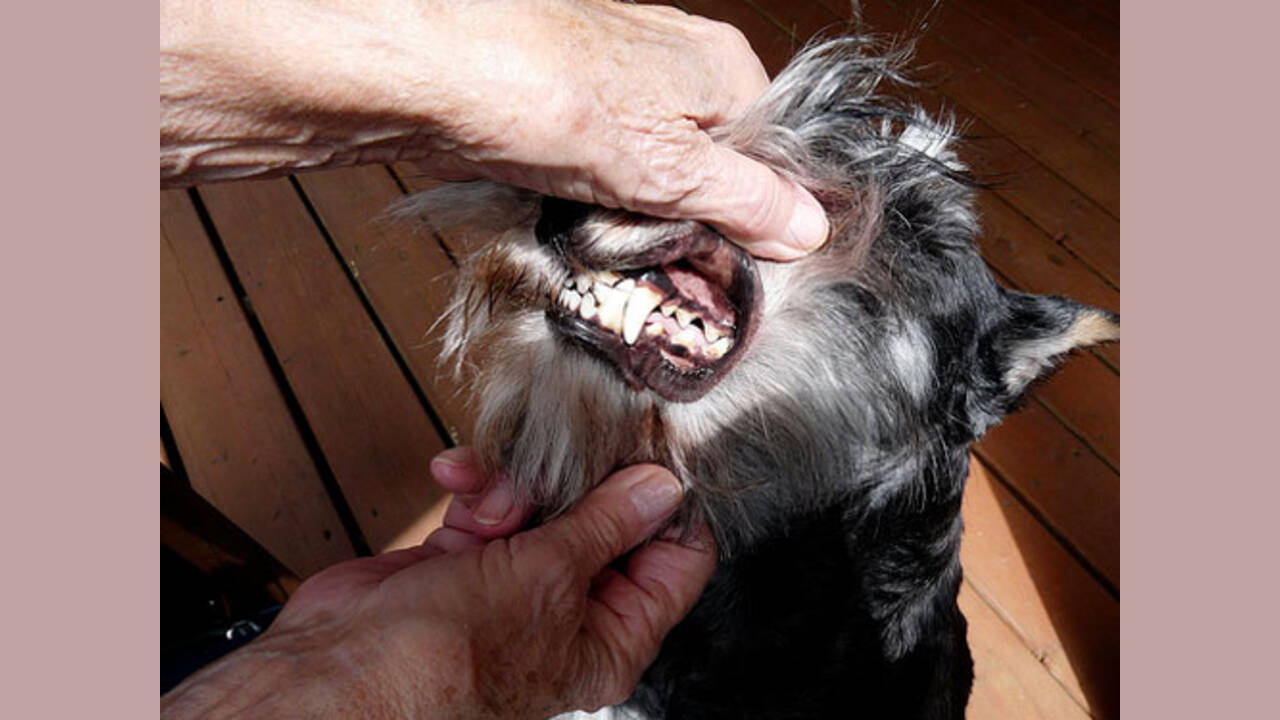 Dental Care For Tan-Schnauzers