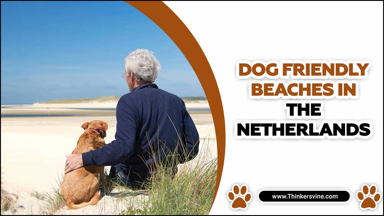 Dog Friendly Beaches In The Netherlands