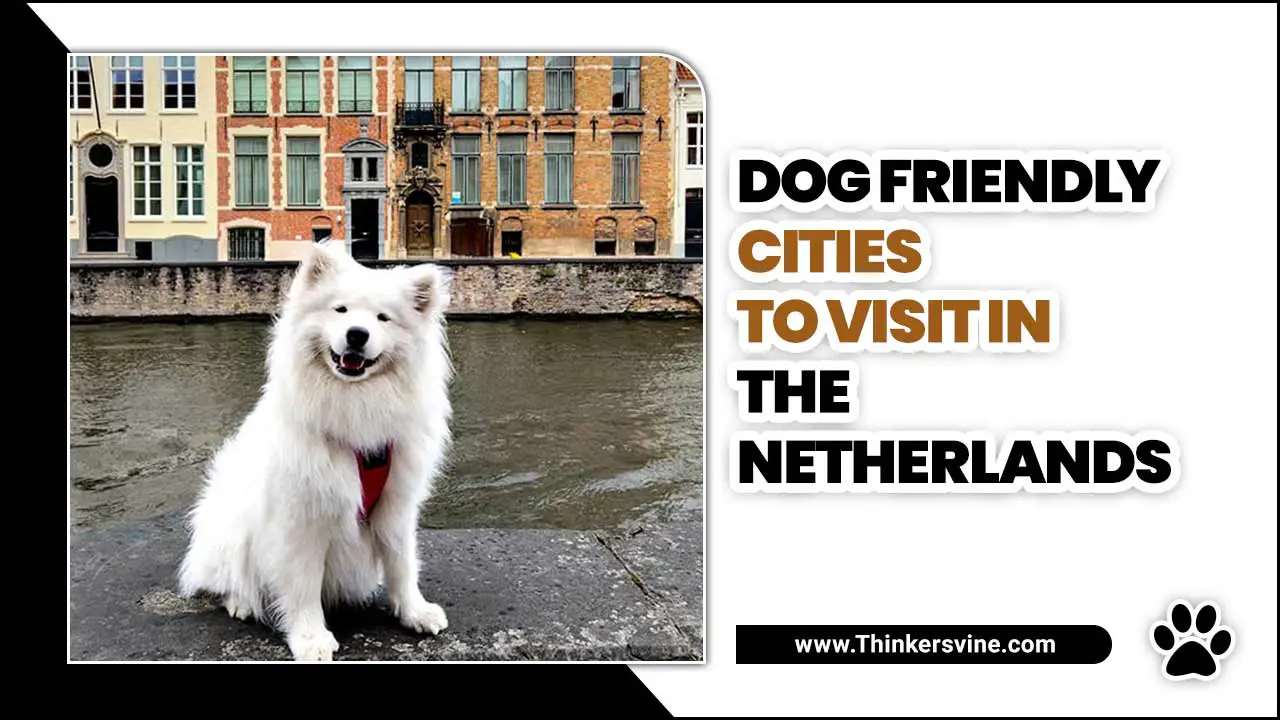 Dog Friendly Cities To Visit In The Netherlands