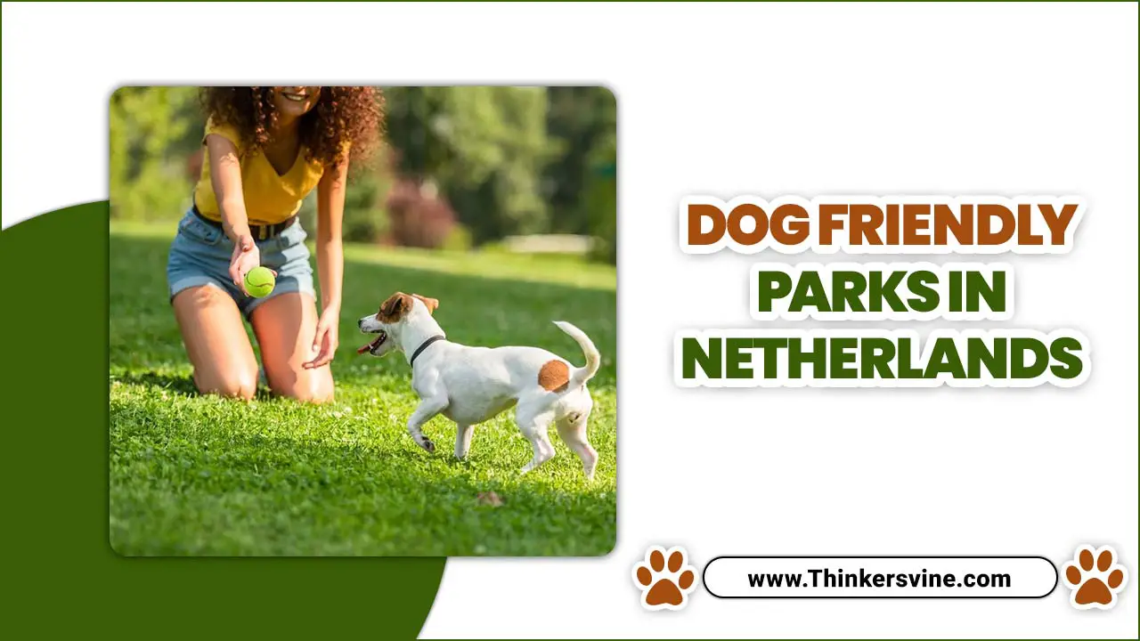 Dog Friendly Parks In Netherlands