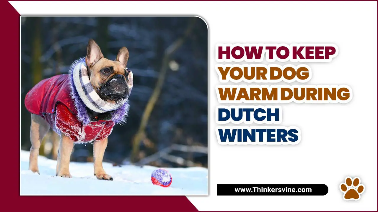 Dog Warm During Dutch Winters