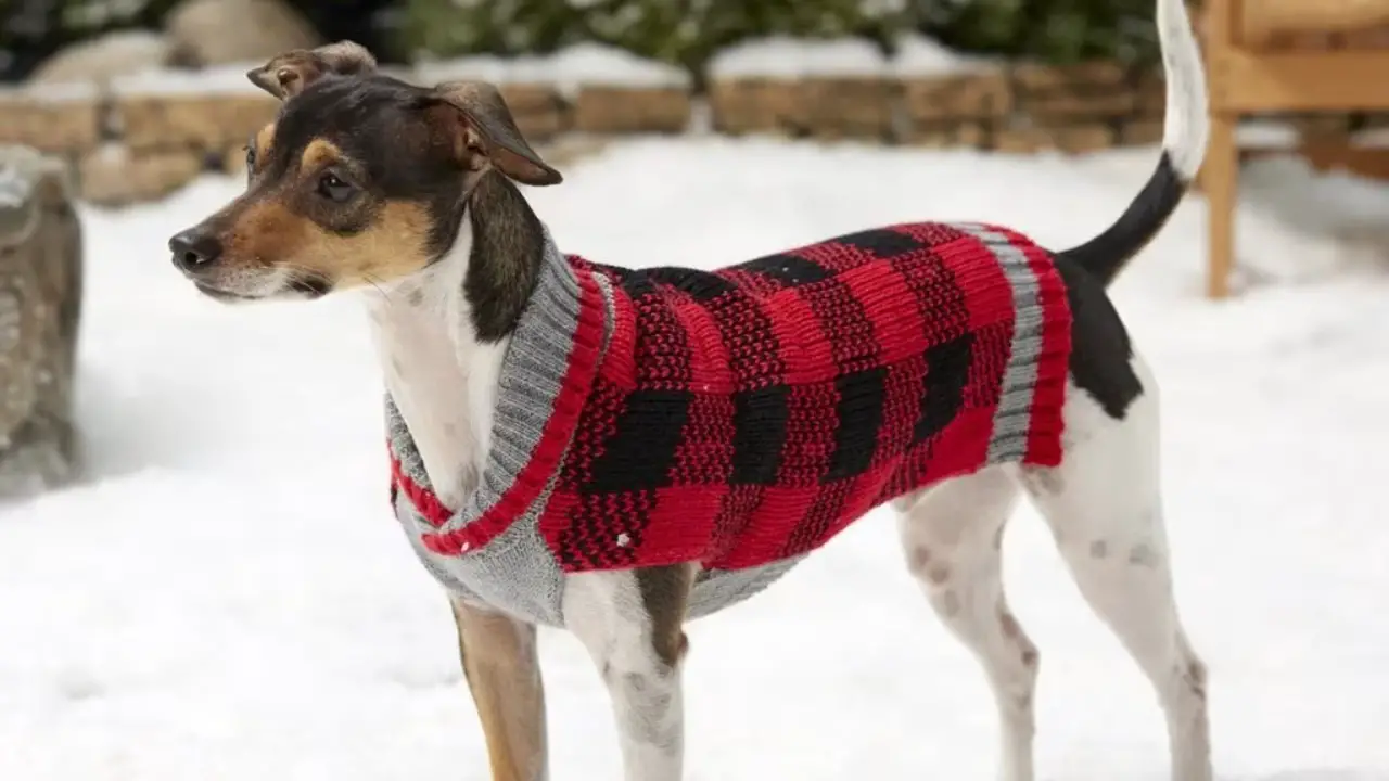Dress Your Dog In Appropriate Winter Clothing