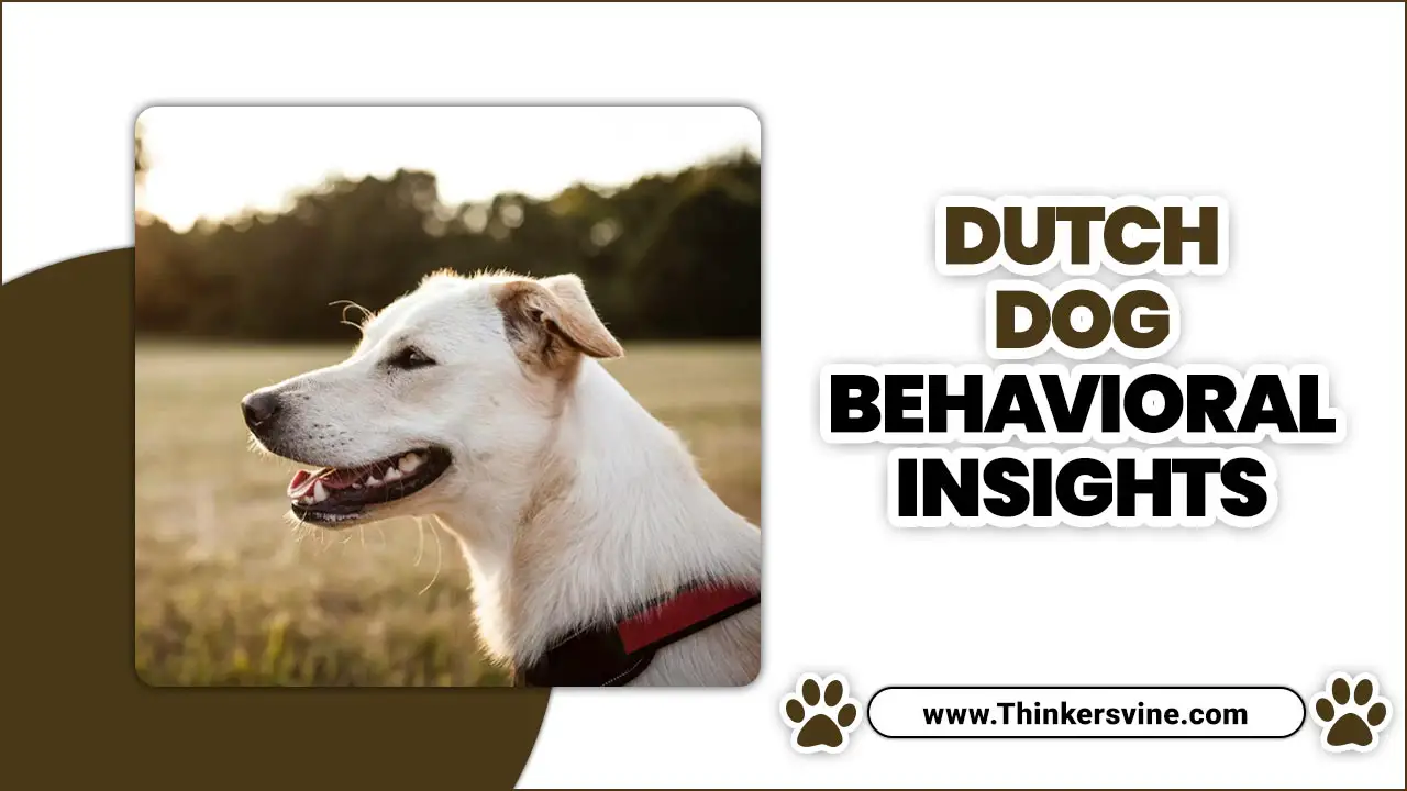 Dutch Dog Behavioral Insights