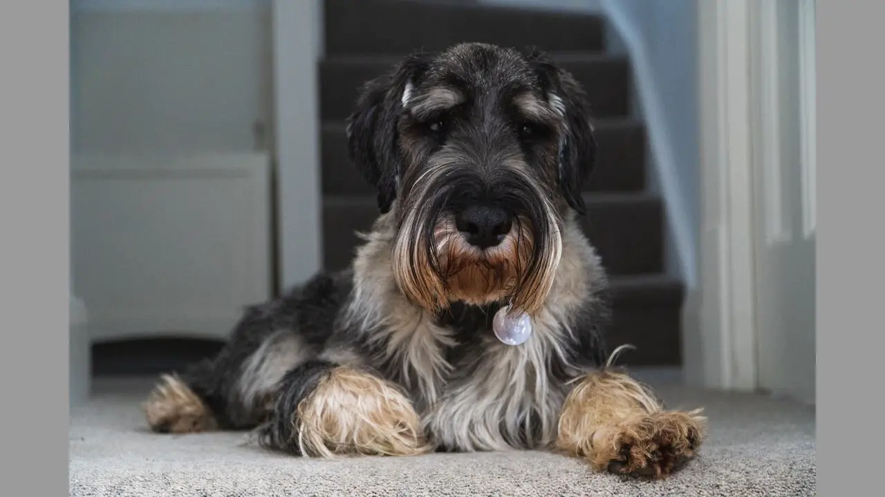 Grooming Tips And Maintenance For Tan-Schnauzers