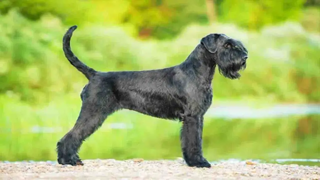 Skyline Giant Schnauzers - Elevate Expectations