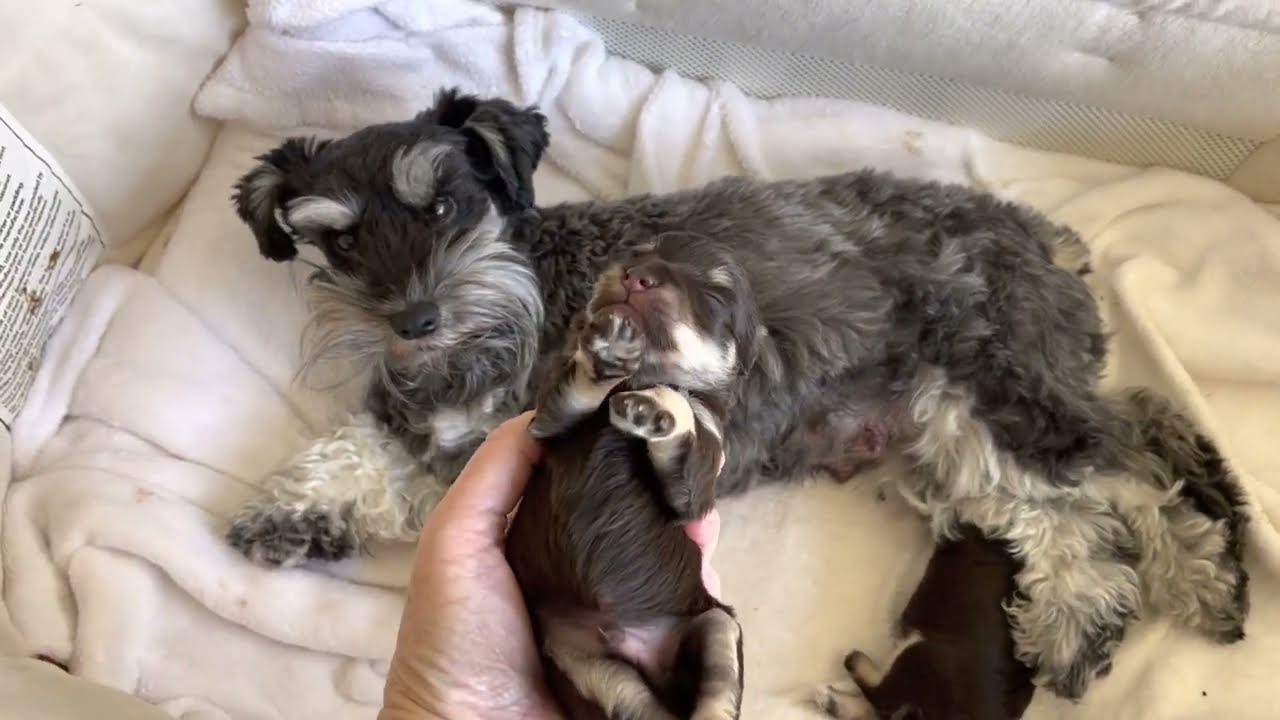 How Can You Contribute To The Rescue Of Schnauzers