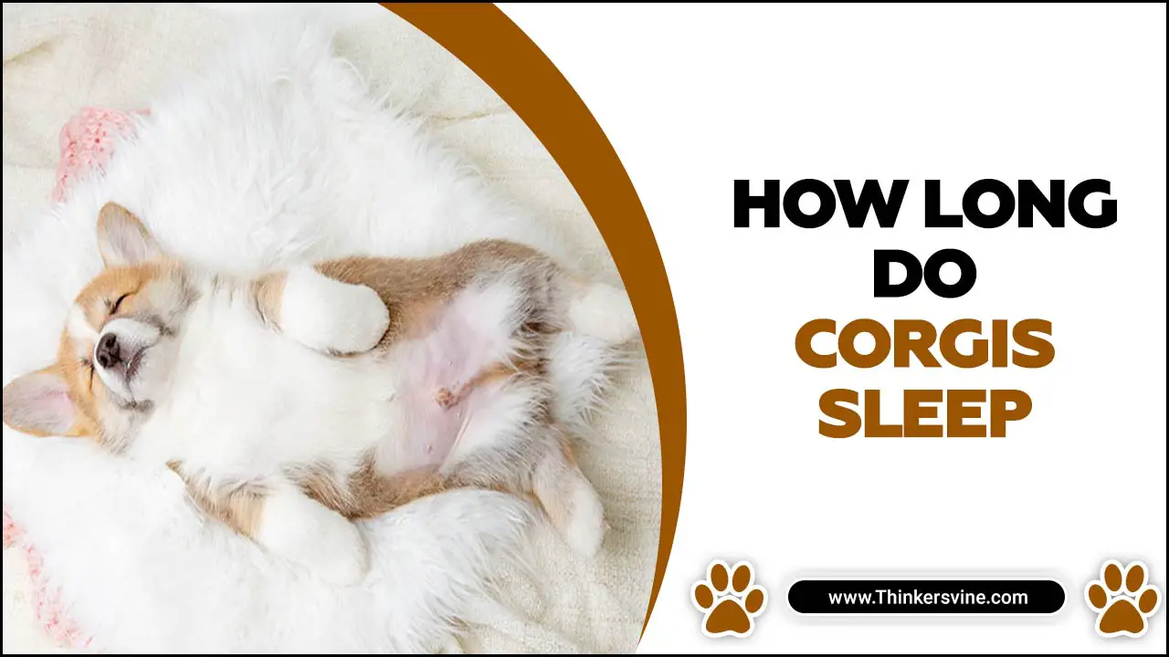 How Long Do Corgis Sleep
