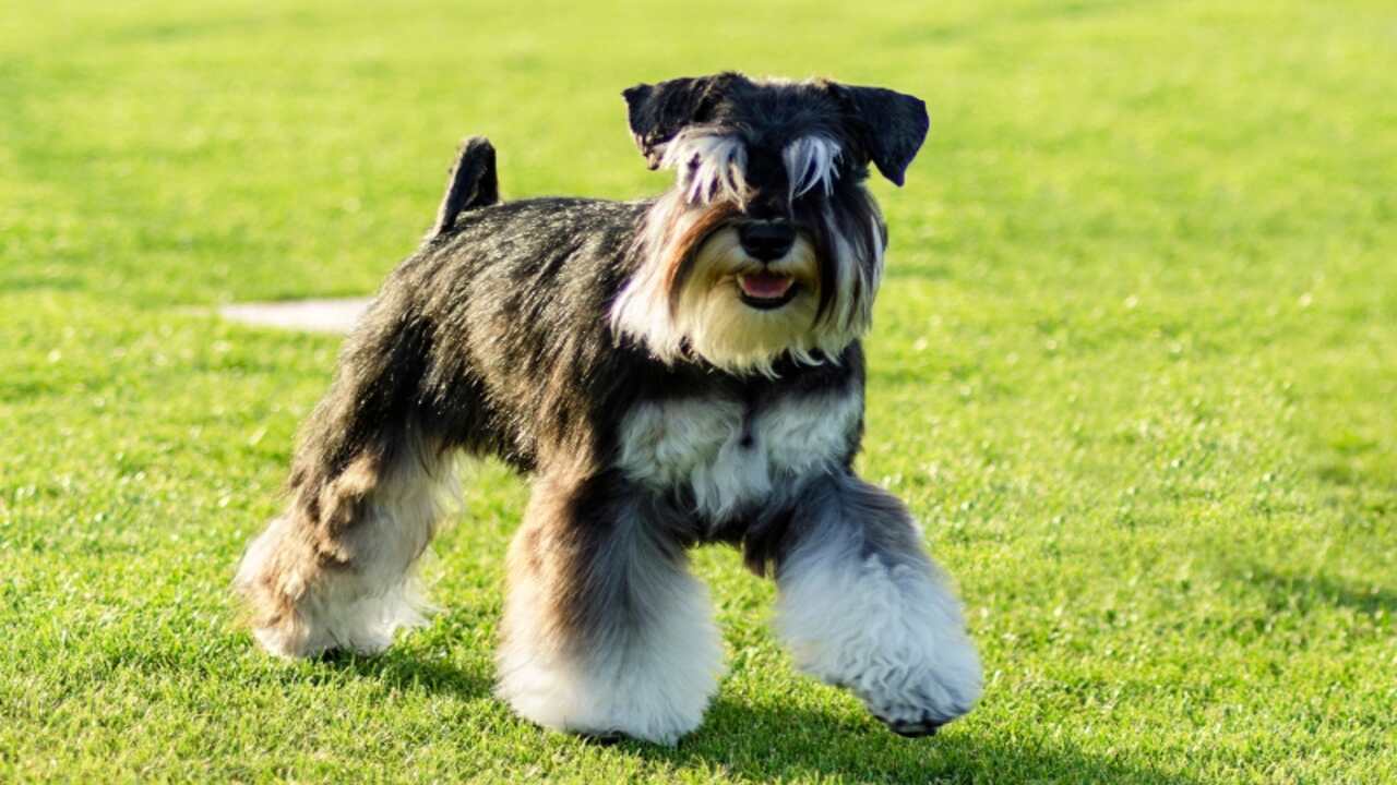 How Much Do Rojos Miniature-Schnauzers Cost