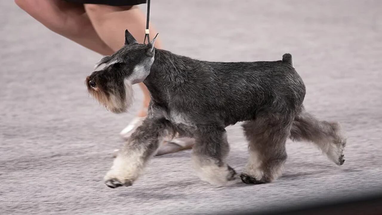 How Much Do Silvercastle Miniature-Schnauzers Cost