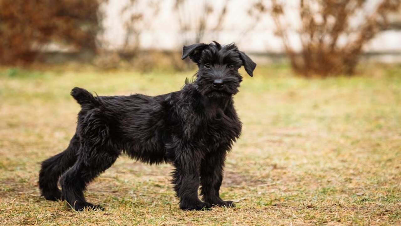 How Much Do T9 Kennels-Giant Schnauzers Cost
