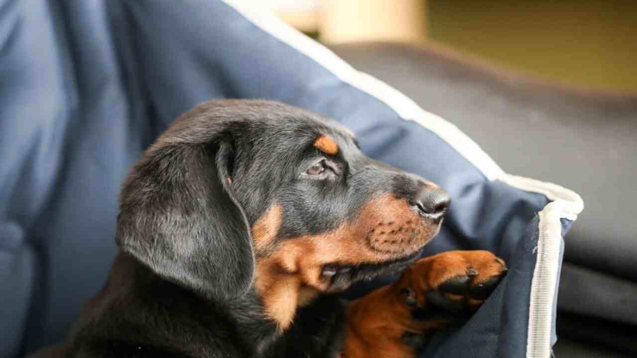 How To Adopt Rottweiler-Doberman Mix
