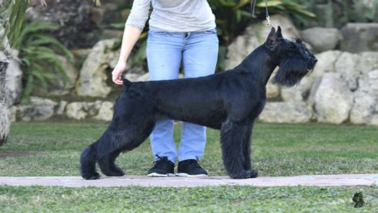 How To Adopt T9 Kennels-Giant Schnauzers