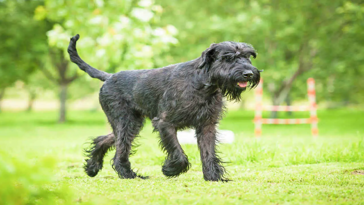 How To Adopt Torchlight-Schnauzers