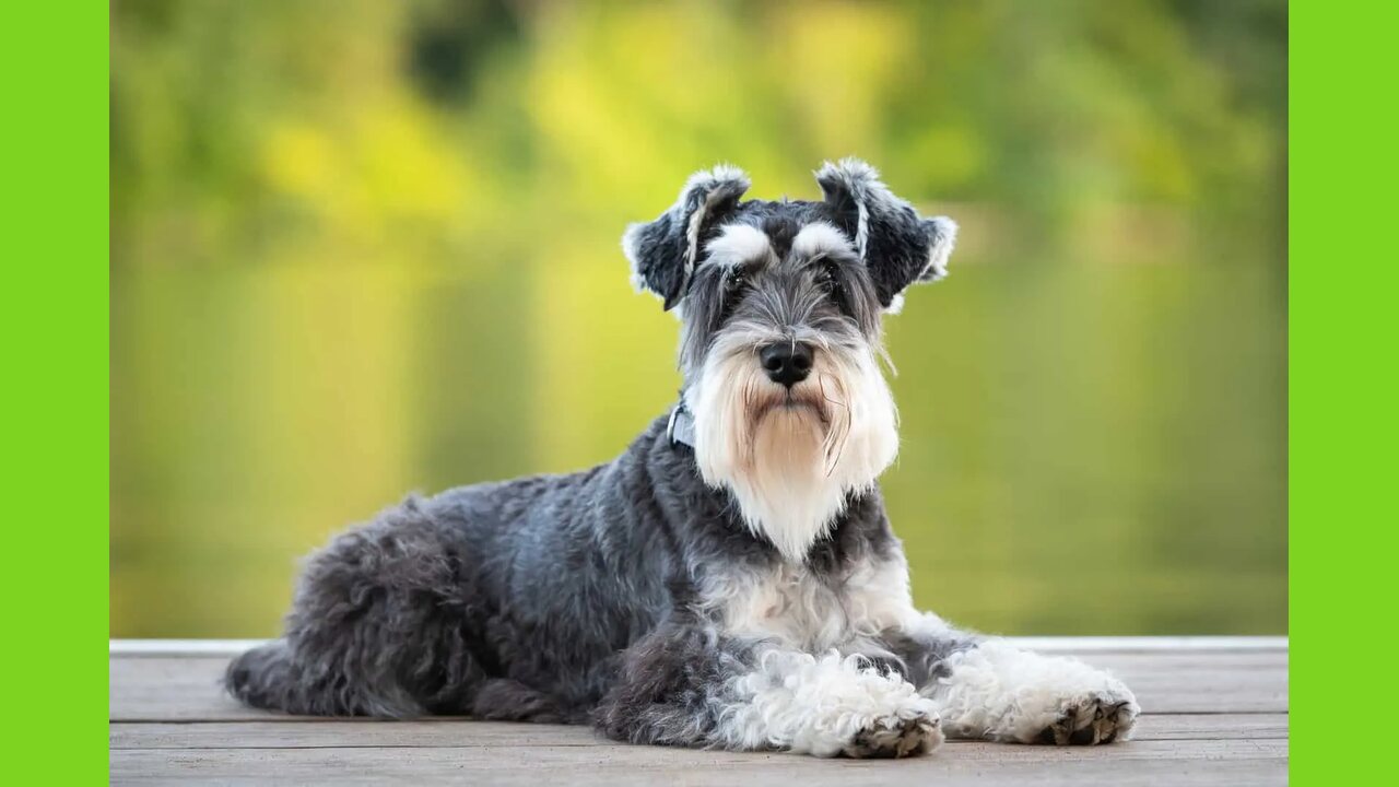 How To Care For A Brown-Mini Schnauzer