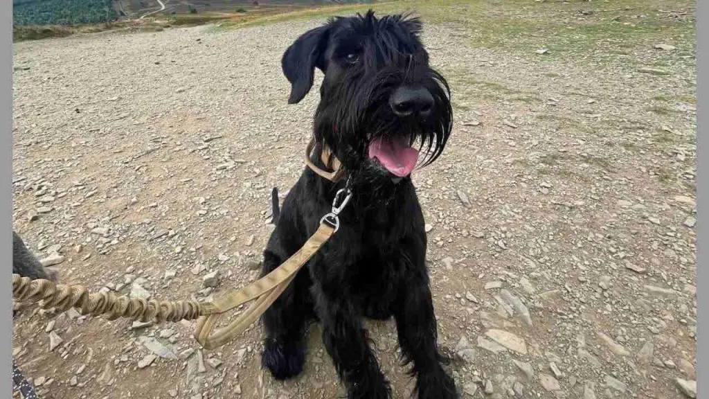 Skyline Giant Schnauzers - Elevate Expectations