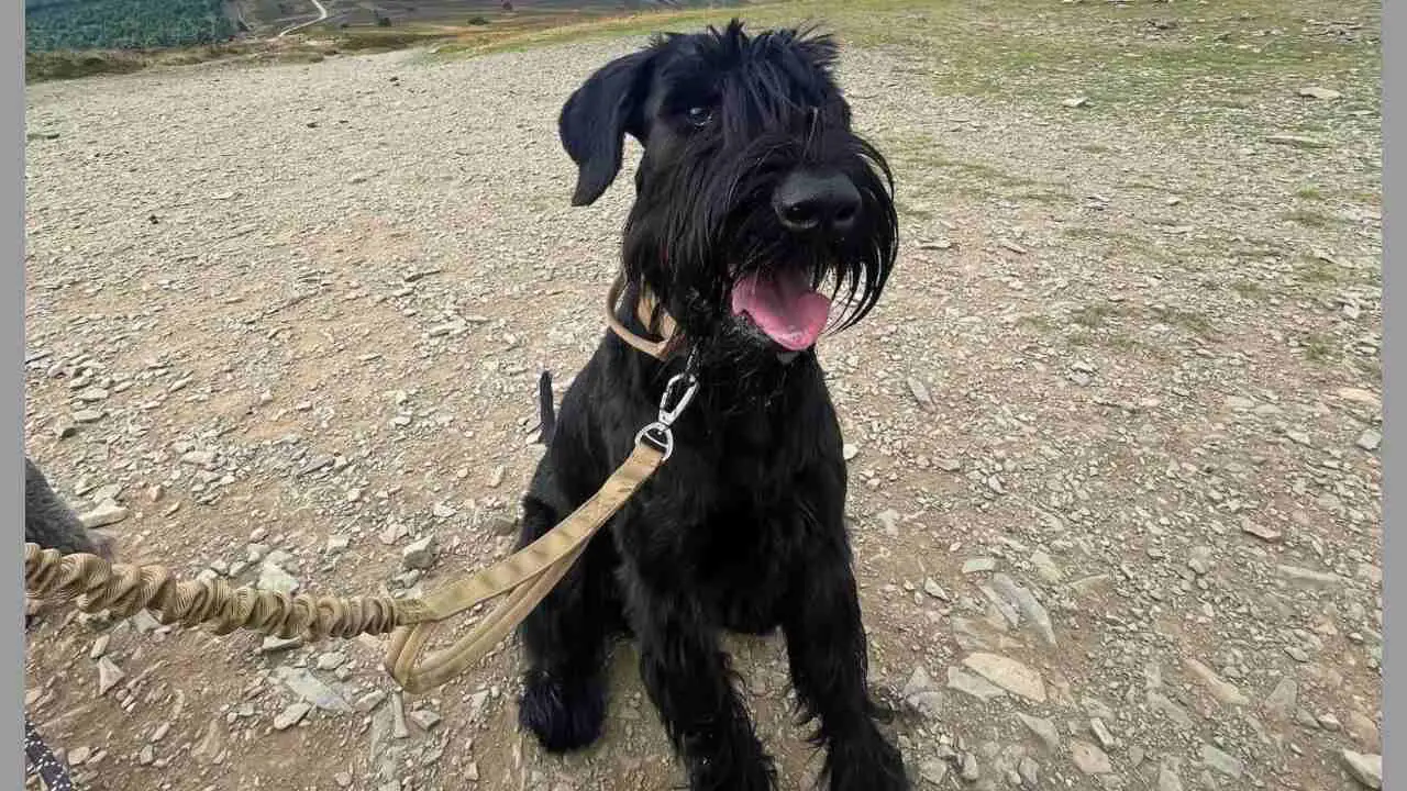 How To Care For A Skyline Giant Schnauzer