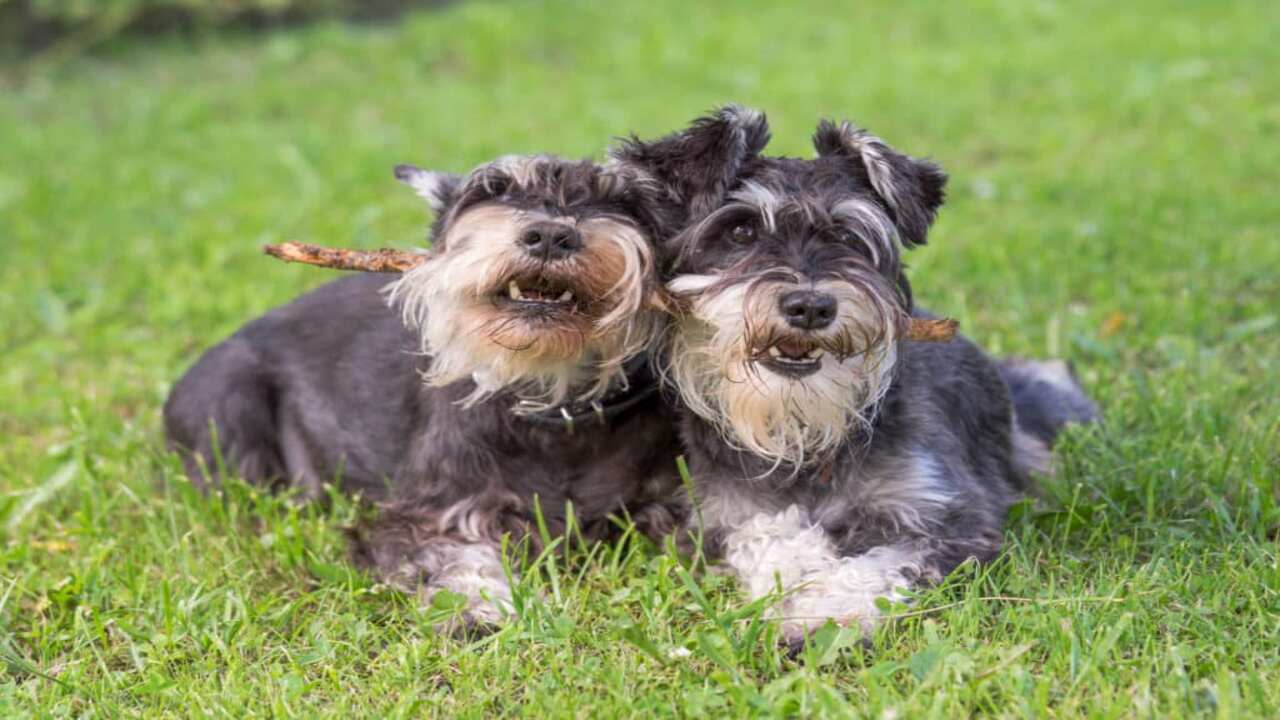 How To Care Loneacre-Miniature Schnauzers