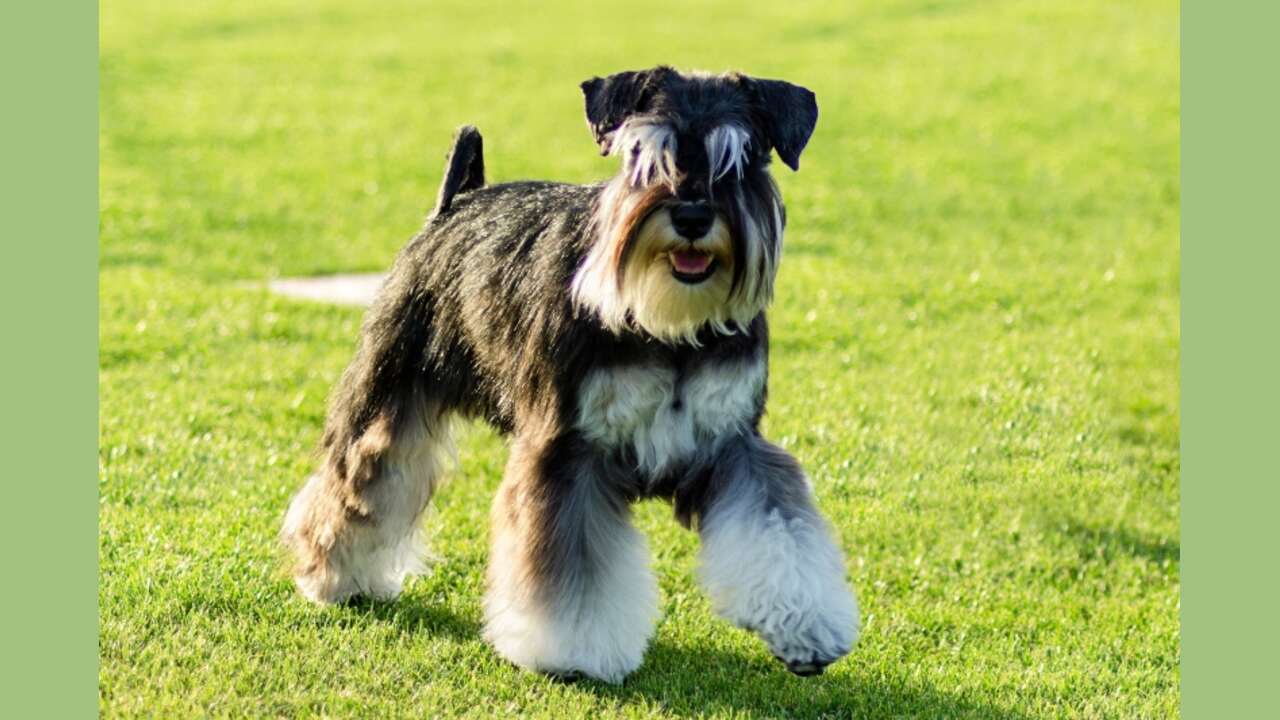 How To Choose A Reputable Breeder For A South Jersey Schnauzer