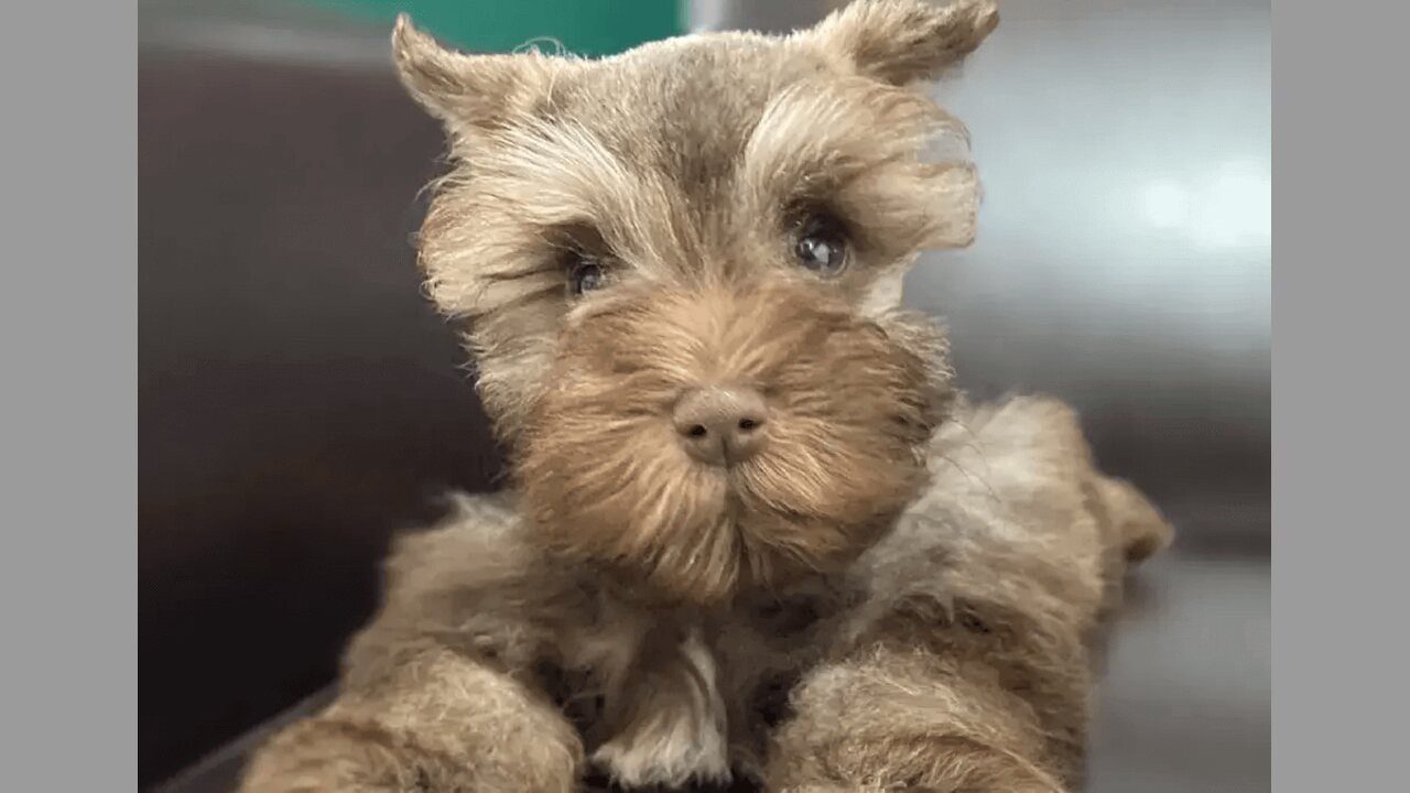 How To Finding A Reputable Breeder For A Brown Schnauzer