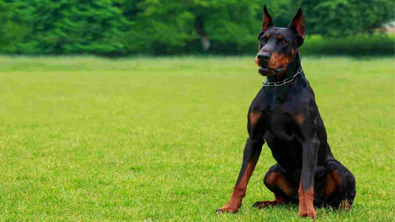 How To Maintain The Rottweiler-Doberman Mix