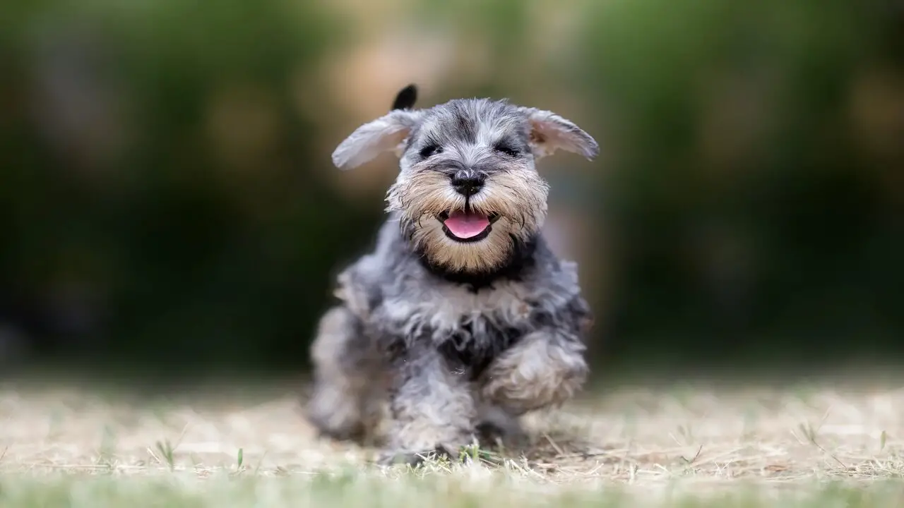 Loneacre-Miniature Schnauzers Overview At A Glance