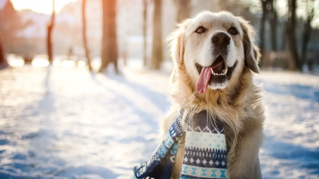 Monitor Your Dog's Behavior And Health During Winter Months