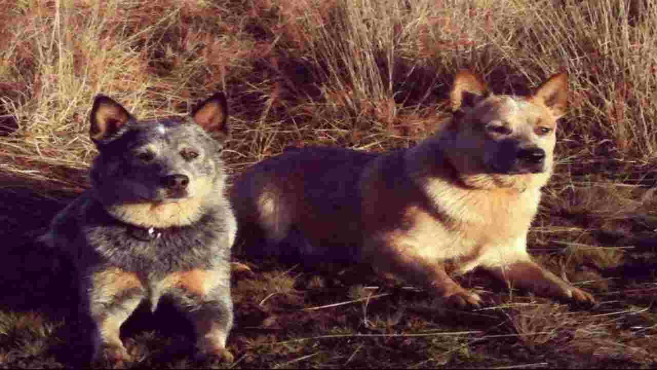 Nationaal Park Loonse En Drunense Duinen A Wilderness Adventure For Dogs