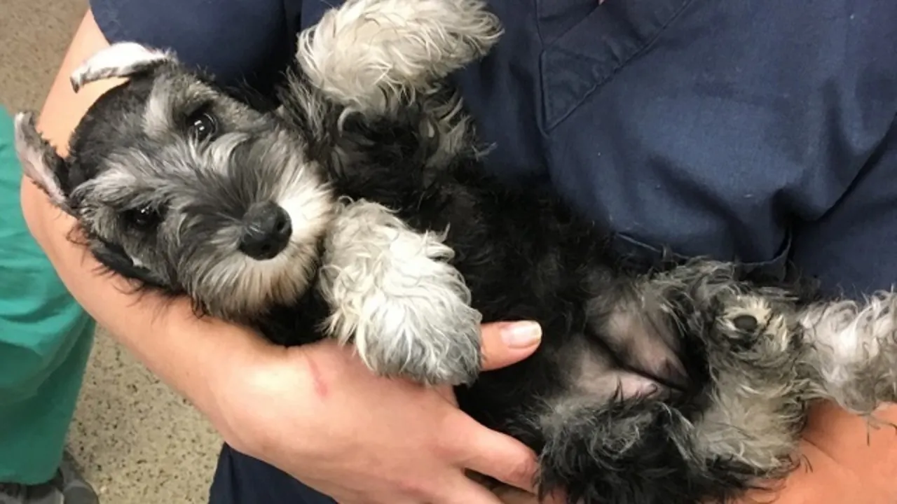 Nurturing Rescued Schnauzers For Dog Lovers