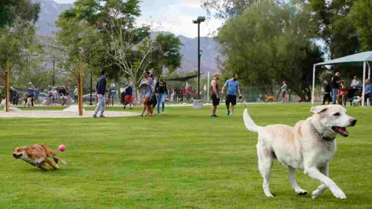 Park De Zuidert A Hidden Gem For Dog Owners