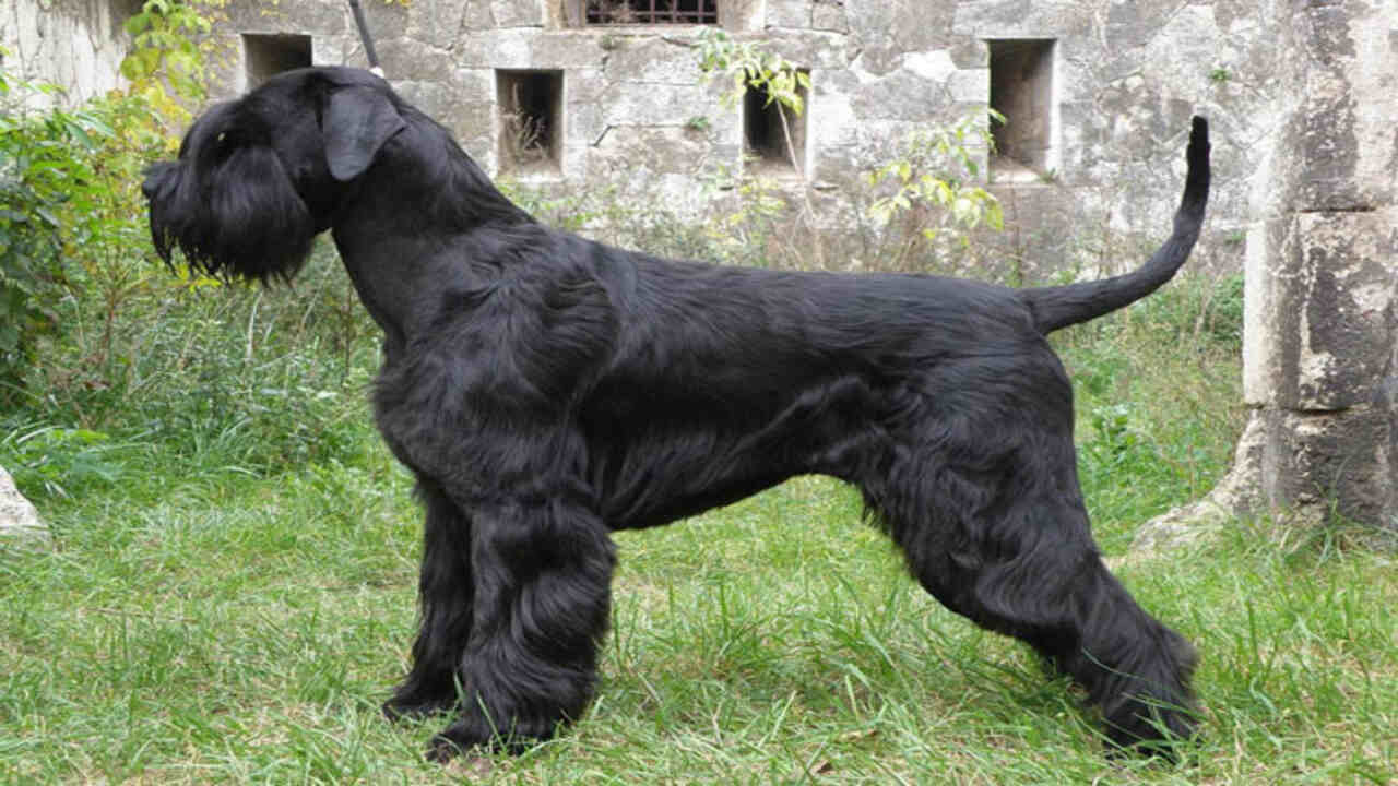 Popular Names For T9 Kennels-Giant Schnauzers