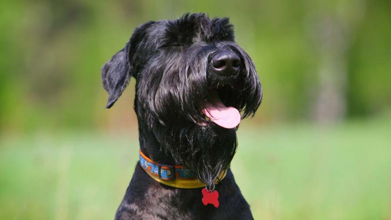 Popular Names For Torchlight-Schnauzers