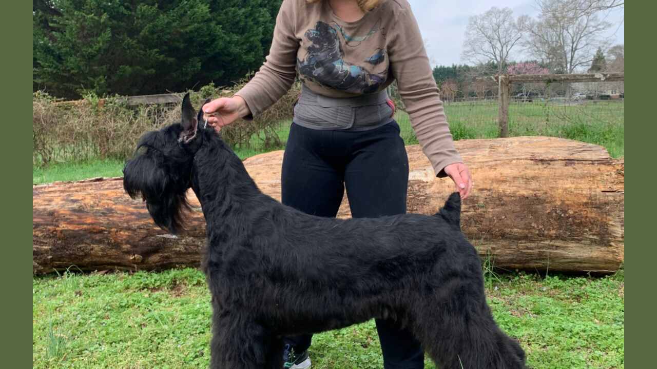 Advantages Of Owning A Skyline Giant Schnauzer