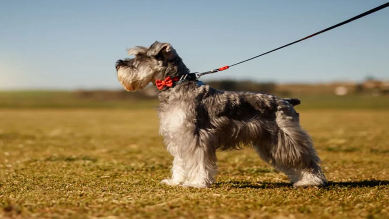 Pros And Cons Of Hafen-Miniature Schnauzers