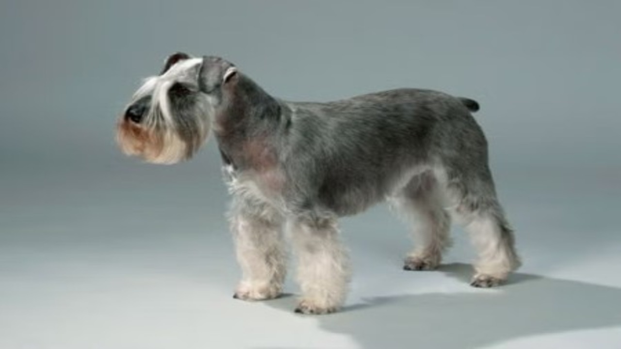 Pros And Cons Of Silvercastle-Miniature Schnauzers