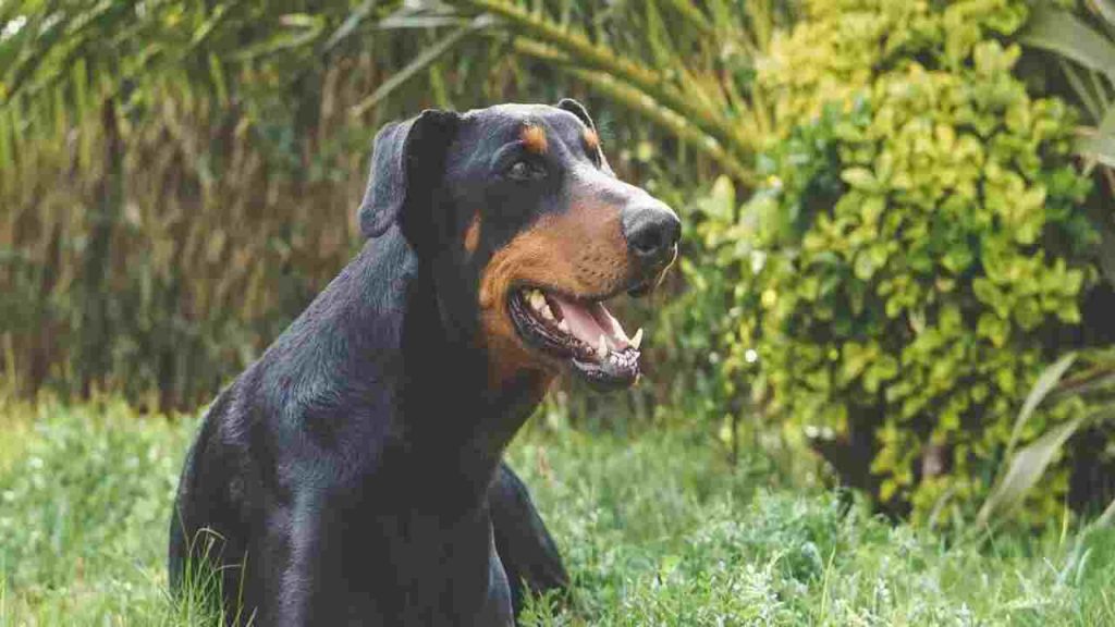 Rottweiler Doberman Mix: Majestic Fusion