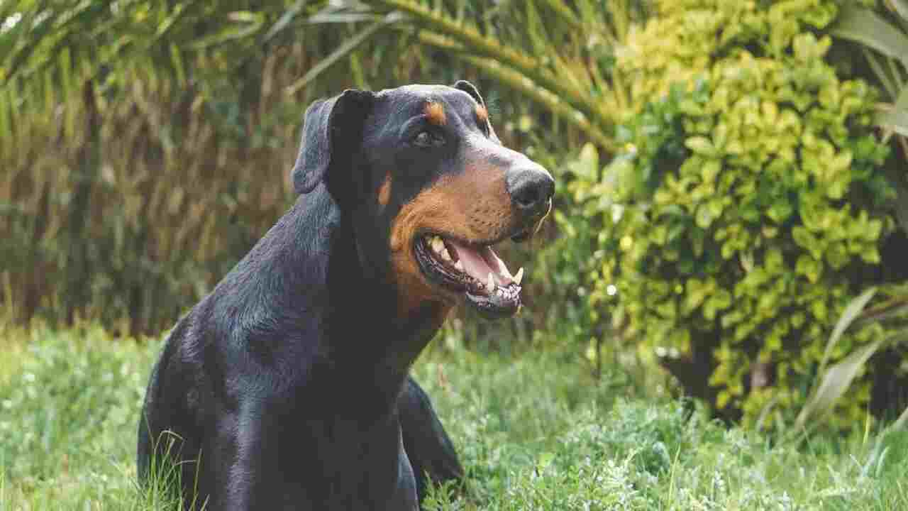 Rottweiler Doberman Breed Overview At A Glance