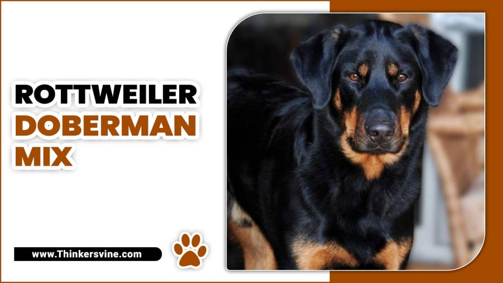 Rottweiler Doberman Mix: Majestic Fusion