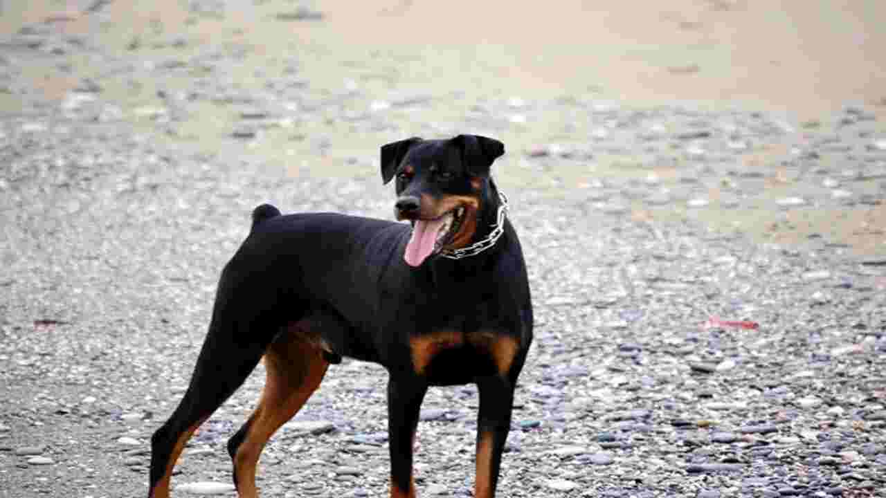 Rottweiler-Doberman Mix Temperament And Behavior
