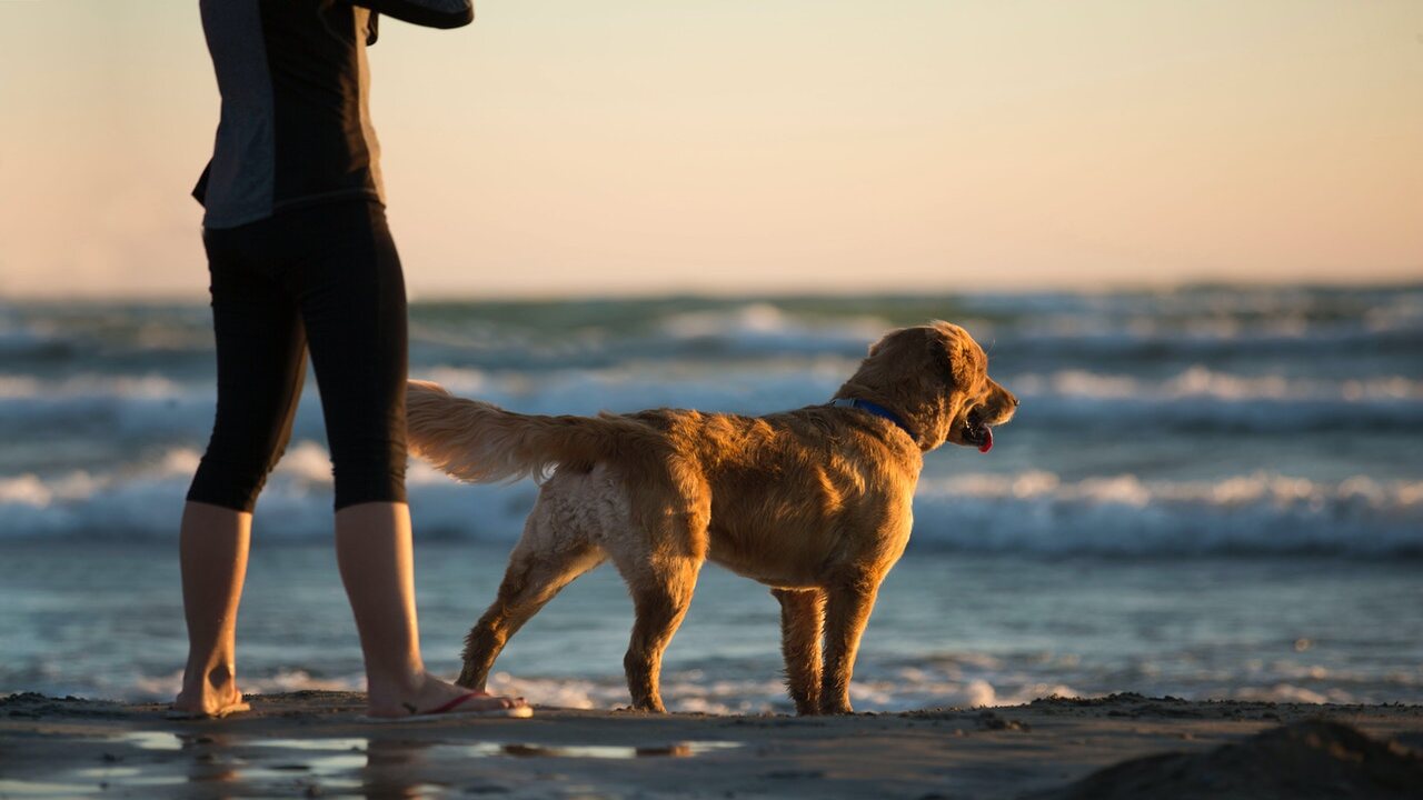 Rules And Regulations For Dogs On The Beaches In The Netherlands