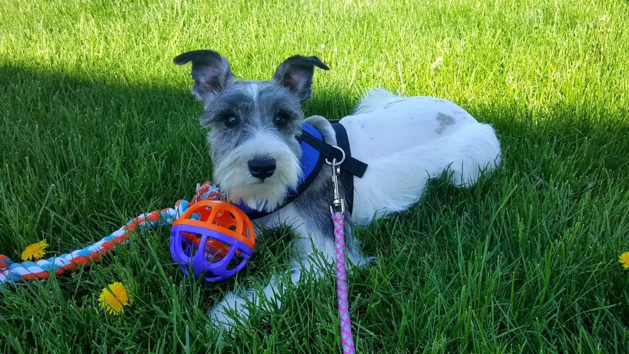 Schnauzers And Exercise