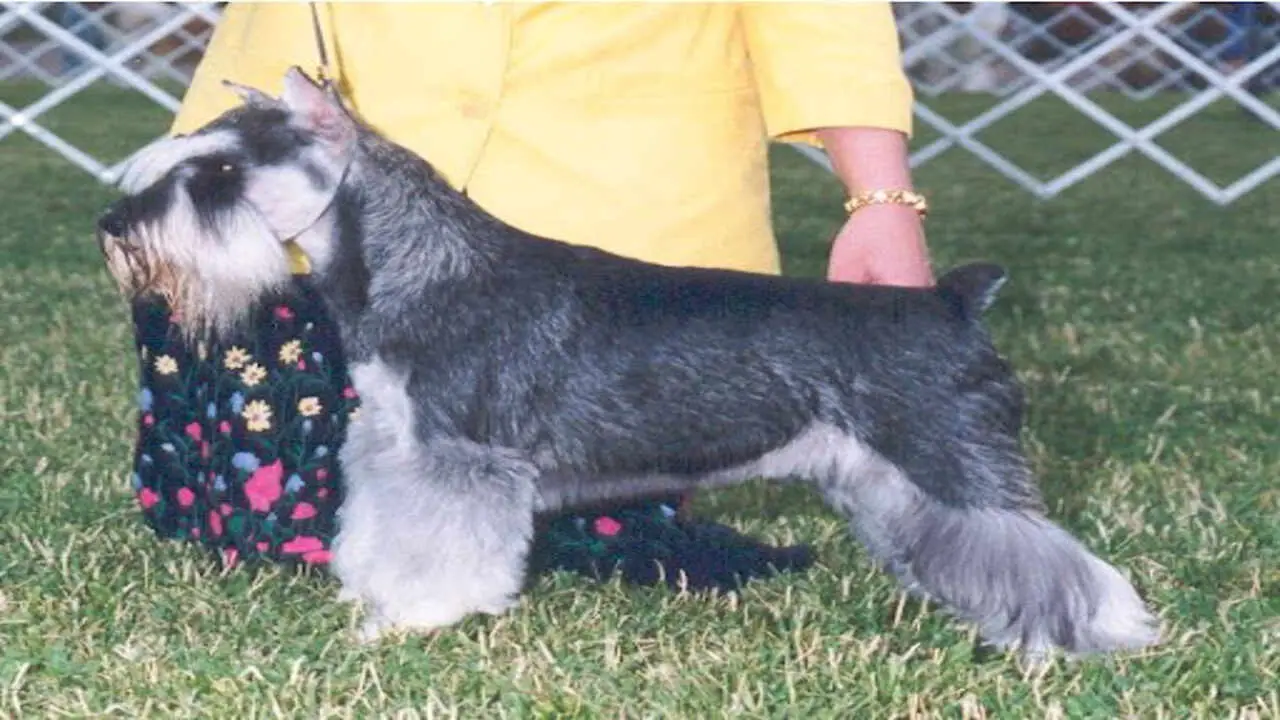 Silercastle Miniature Schnauzers Overview At A Glance