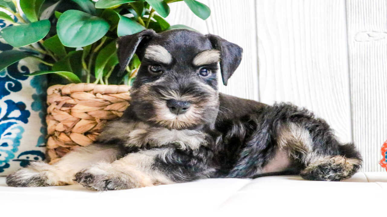 Stein Miniature Schnauzers Overview At A Glance
