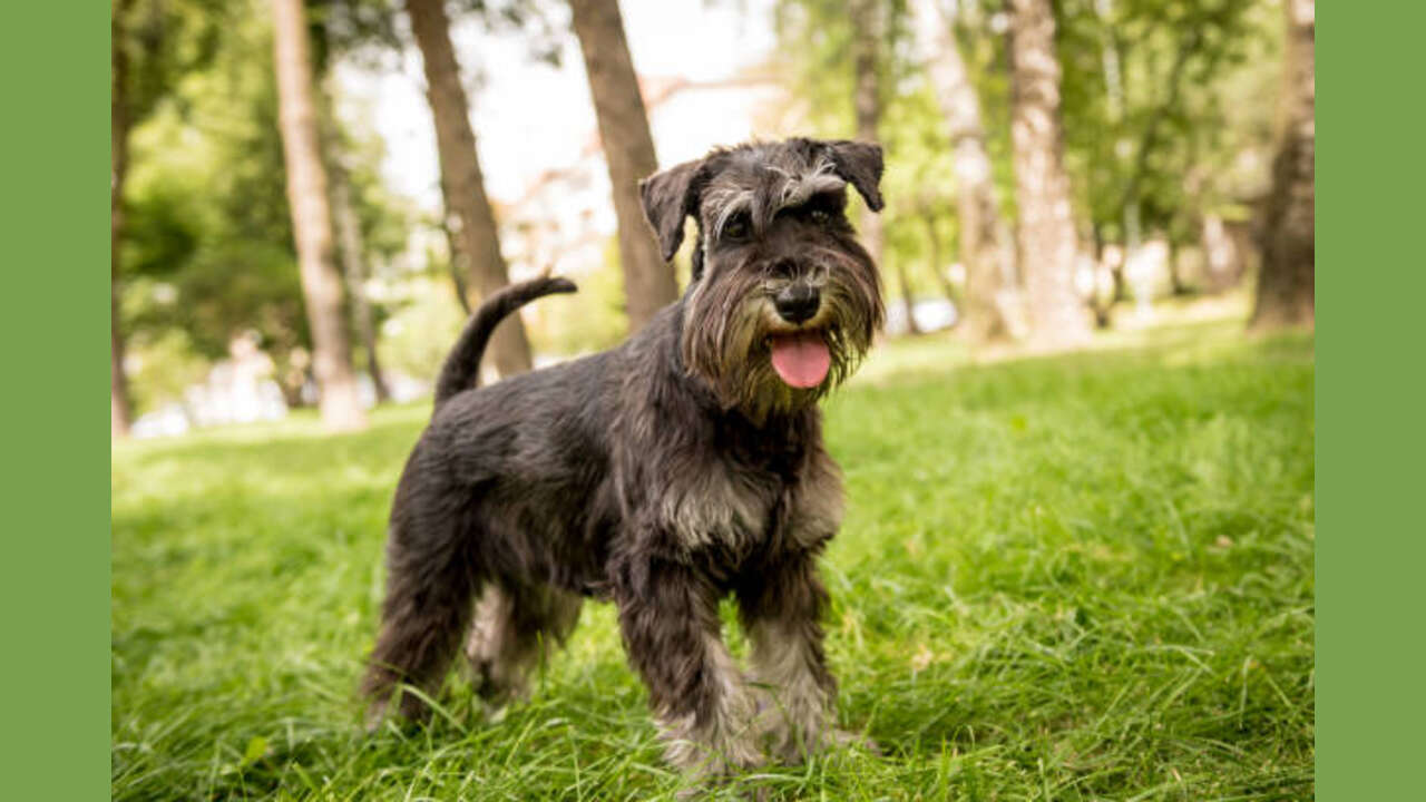 Supporting Your Schnauzer's Overall Health And Well-Being To Prevent Hair Loss