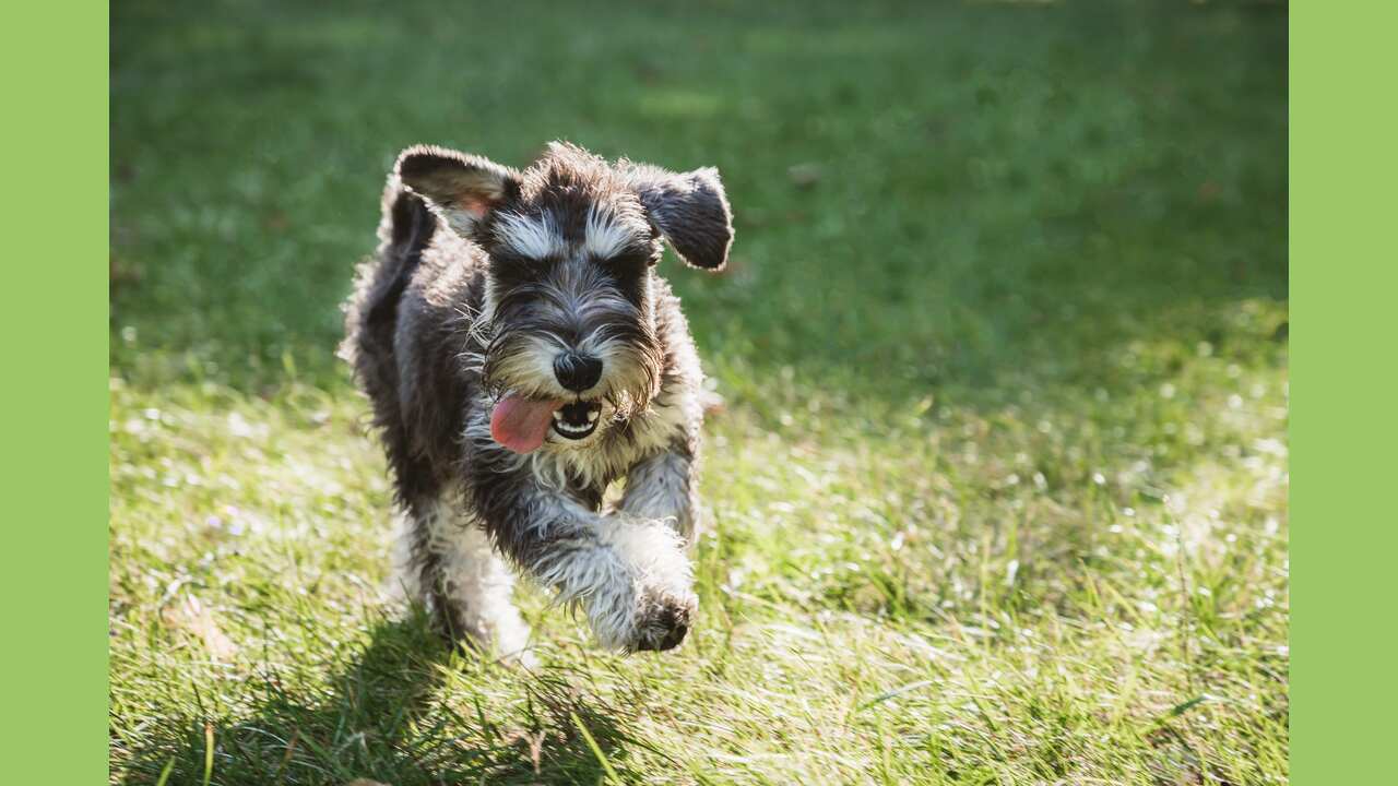 The Cost Of Owning A Chocolate Schnauzer