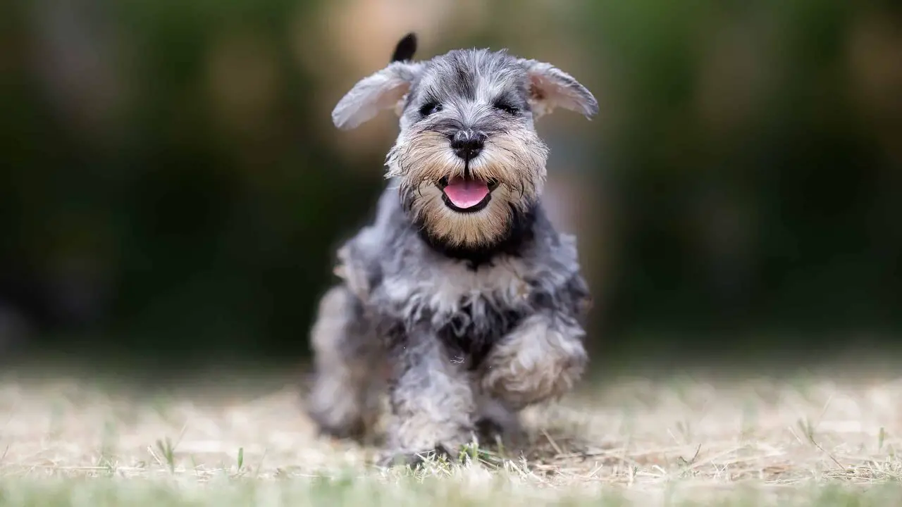 The Genetics Behind The Tan Coloring In Schnauzers