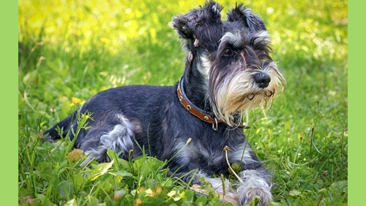 Tips For Caring For A South Jersey Schnauzer