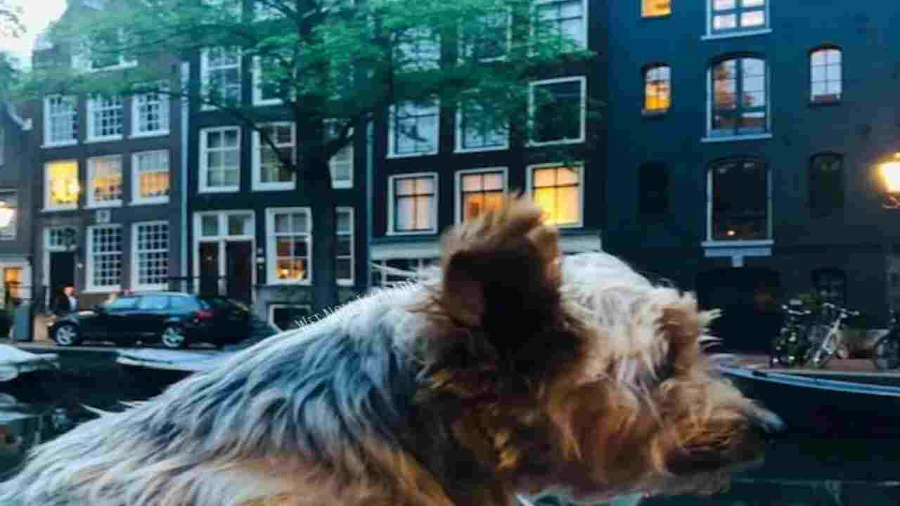 Top 10 Dog Friendly Cities To Visit In The Netherlands