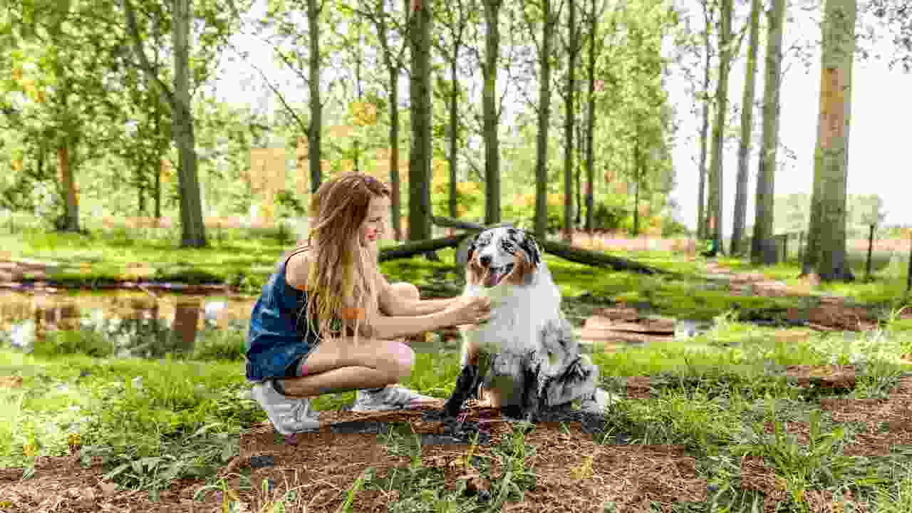 Top 10 Dog Friendly Parks In Netherlands You Must Visit